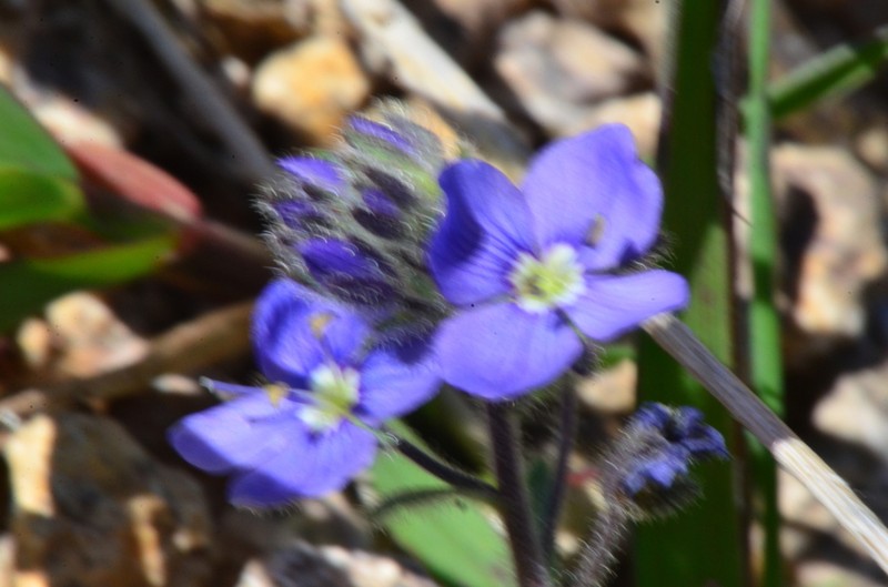 Veronica baranetzkii photo 8