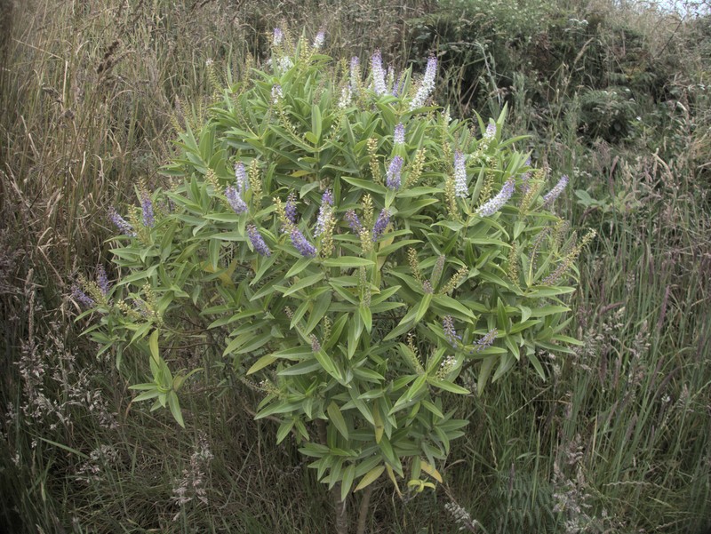 Veronica barkeri