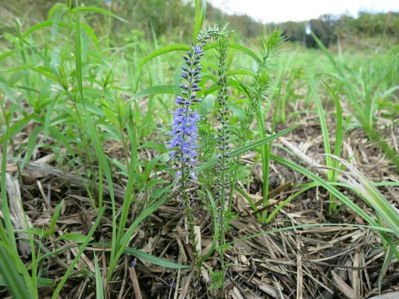 Veronica barrelieri