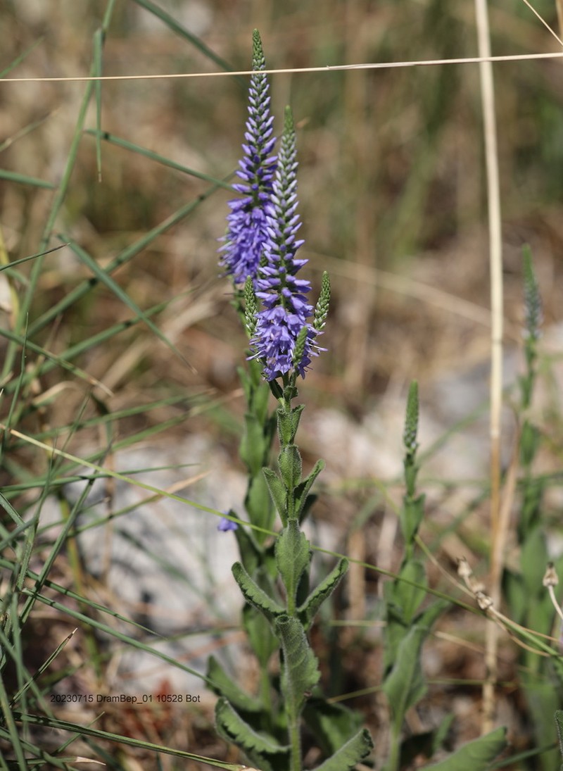 Veronica barrelieri photo 6