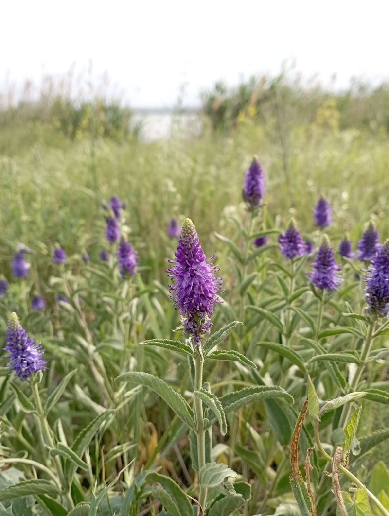 Veronica barrelieri subsp. barrelieri