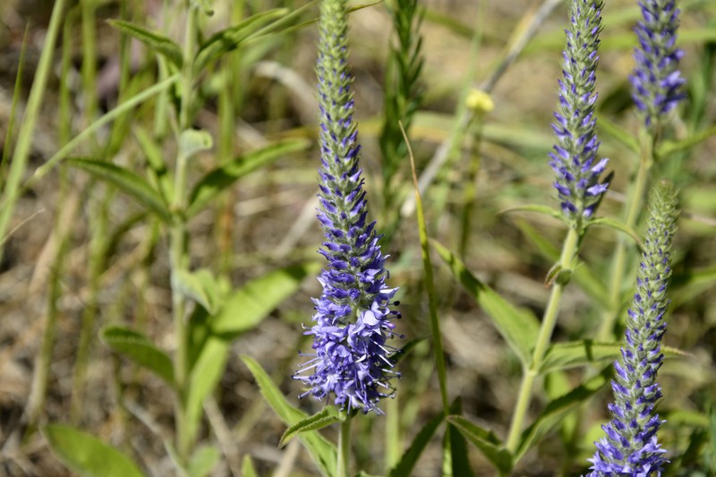 Veronica barrelieri subsp. barrelieri photo 2