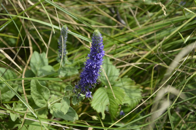 Veronica barrelieri subsp. barrelieri photo 3