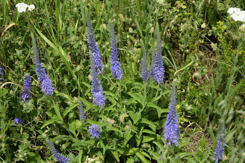 Veronica barrelieri subsp. barrelieri photo 4