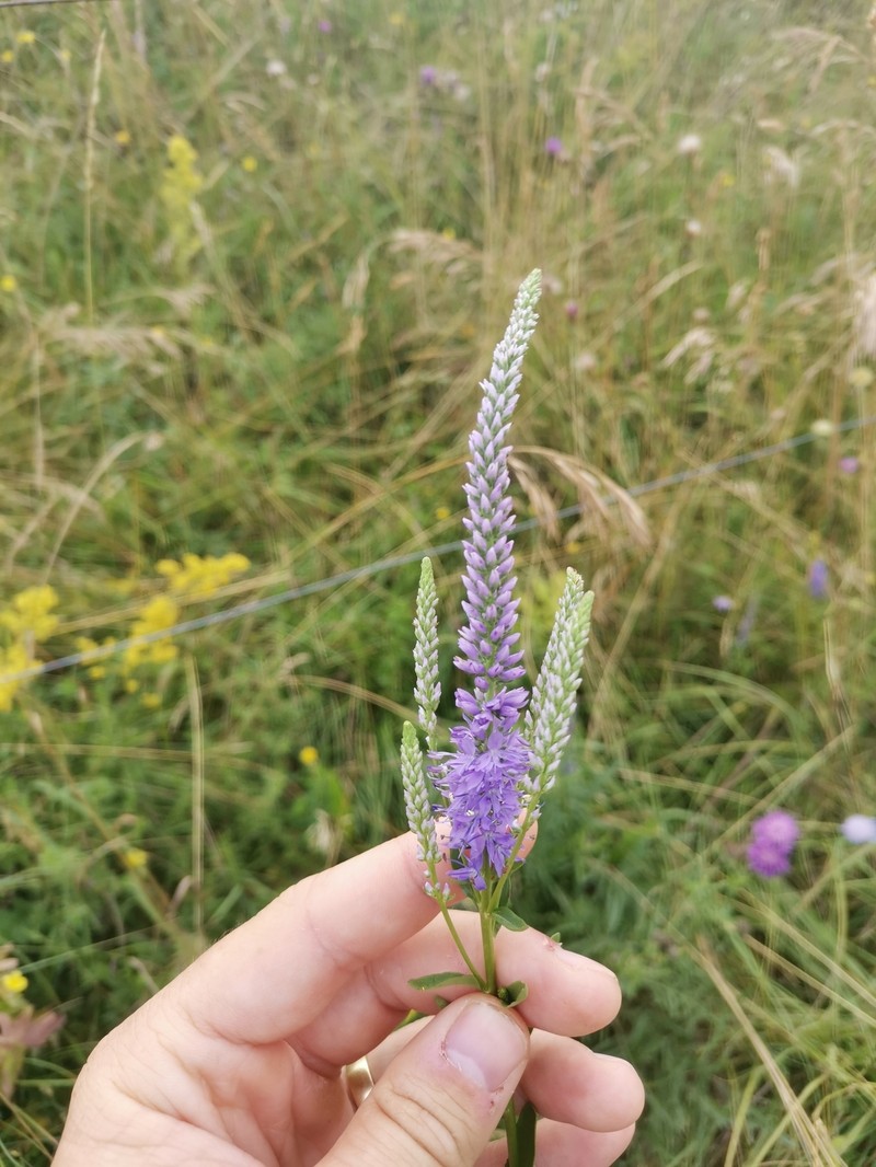 Veronica barrelieri subsp. nitens photo 2
