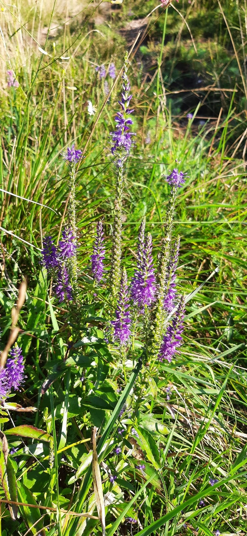 Veronica barrelieri subsp. nitens photo 3