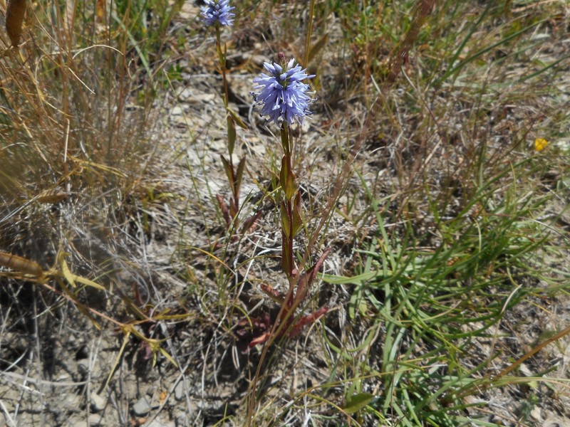 Veronica barrelieri subsp. nitens photo 4