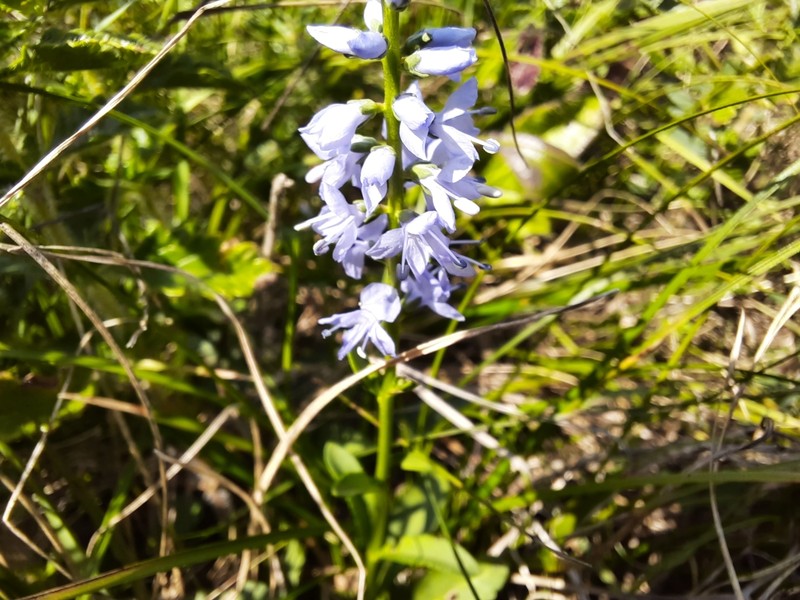 Veronica barrelieri subsp. nitens photo 5