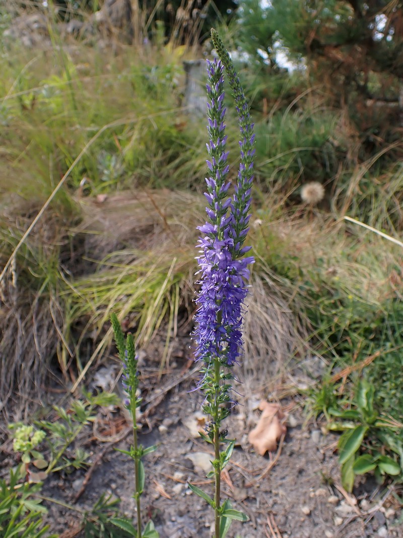 Veronica barrelieri subsp. nitens