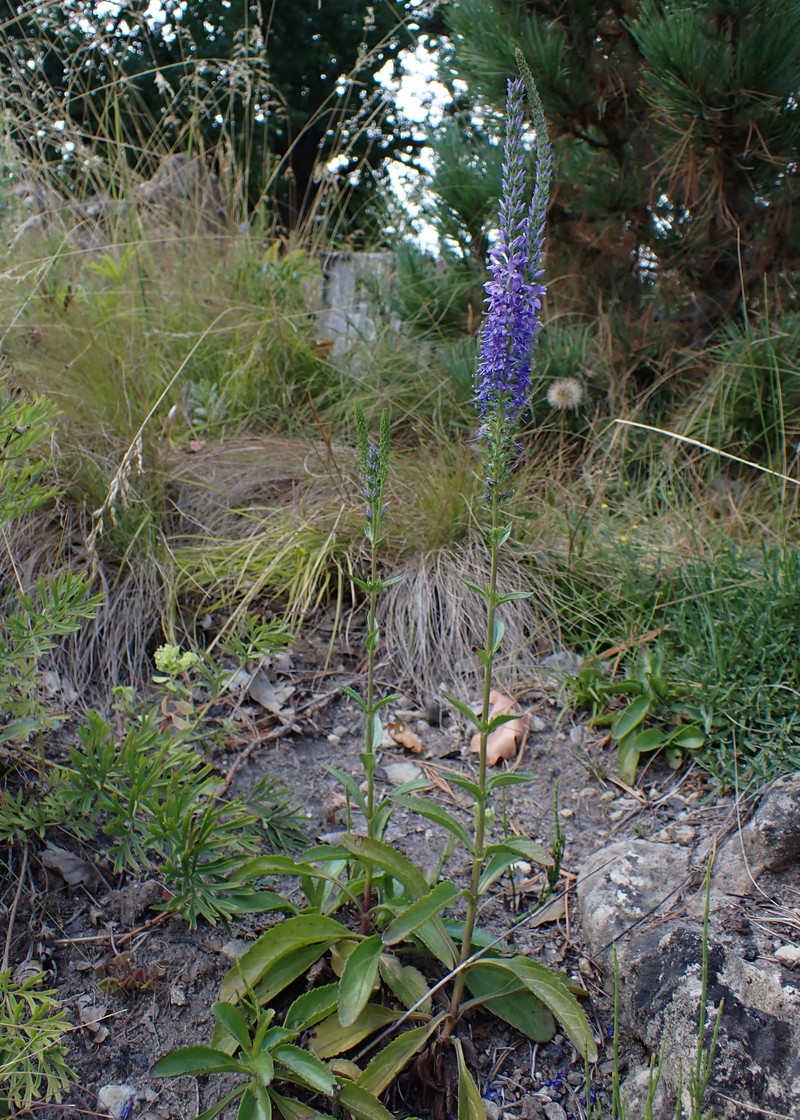 Veronica barrelieri subsp. nitens photo 6