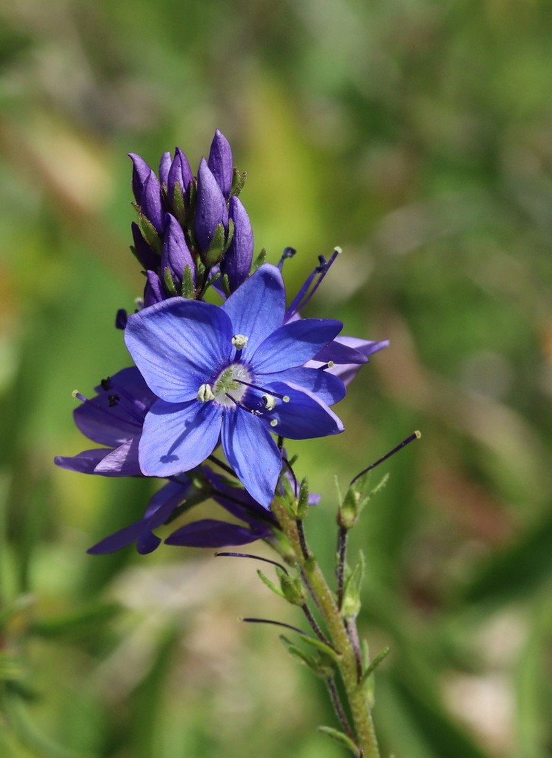 Veronica bastardii