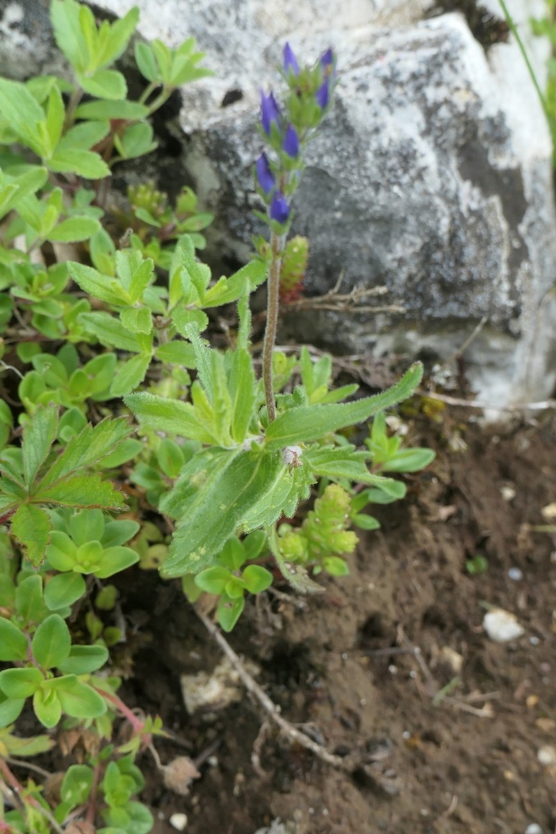 Veronica bastardii photo 2