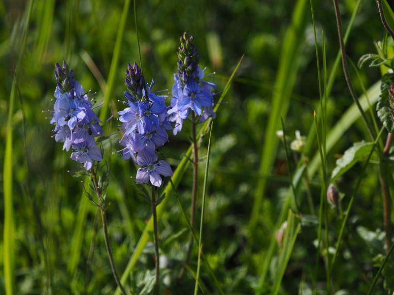 Veronica bastardii photo 3