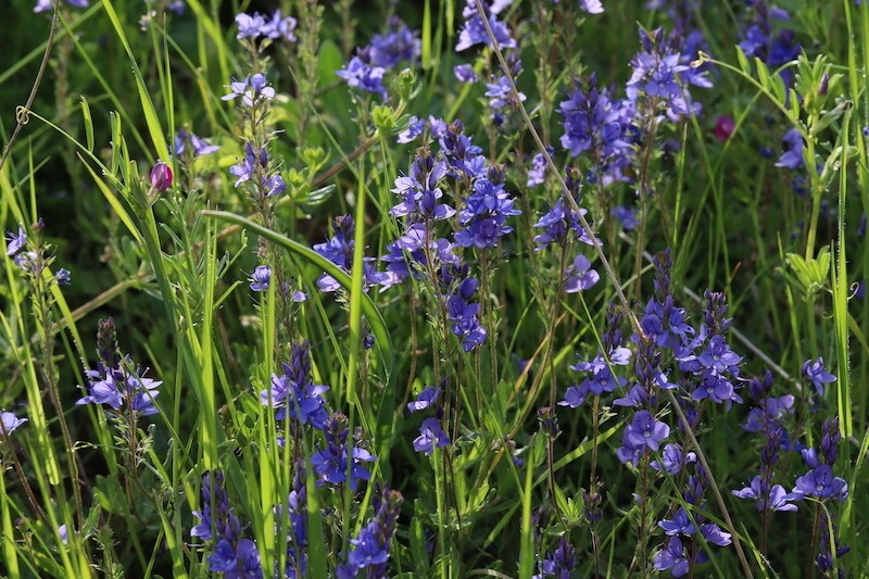 Veronica bastardii photo 4