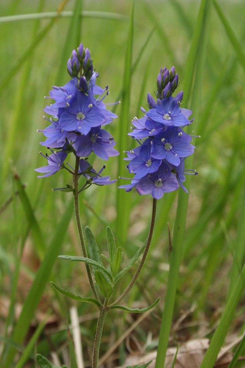 Veronica bastardii photo 5