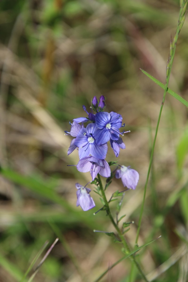 Veronica bastardii photo 6