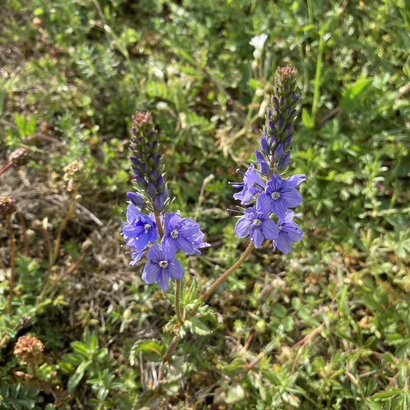 Veronica bastardii photo 7