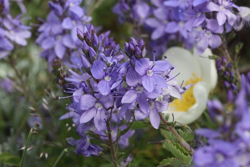 Veronica bastardii photo 8