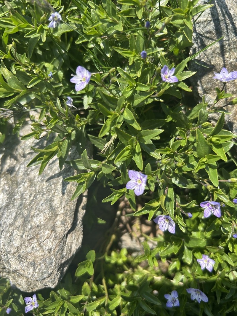 Veronica baumgartenii