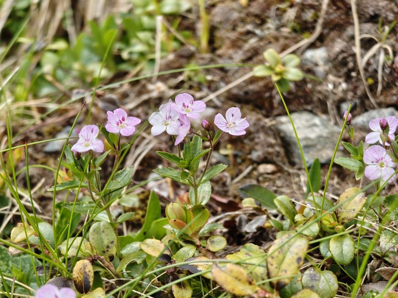 Veronica baumgartenii photo 2
