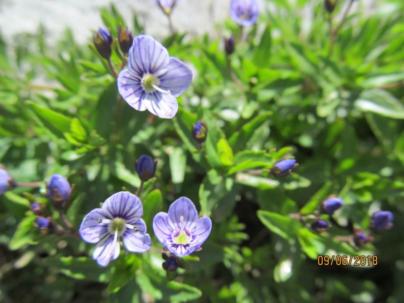 Veronica baumgartenii photo 3