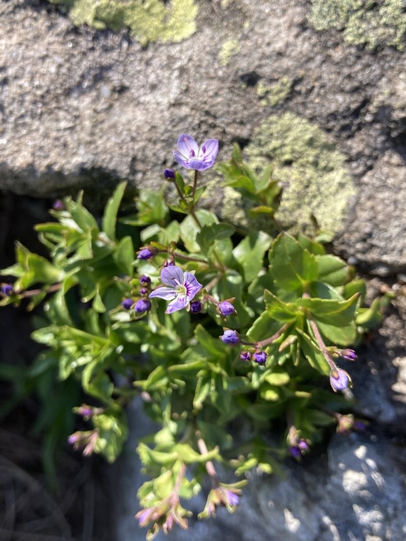 Veronica baumgartenii photo 4