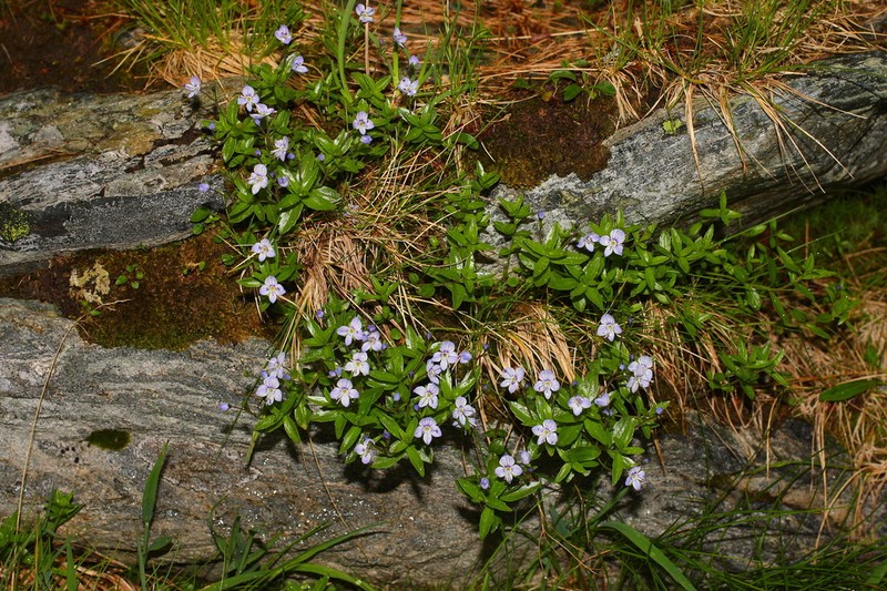 Veronica baumgartenii photo 5