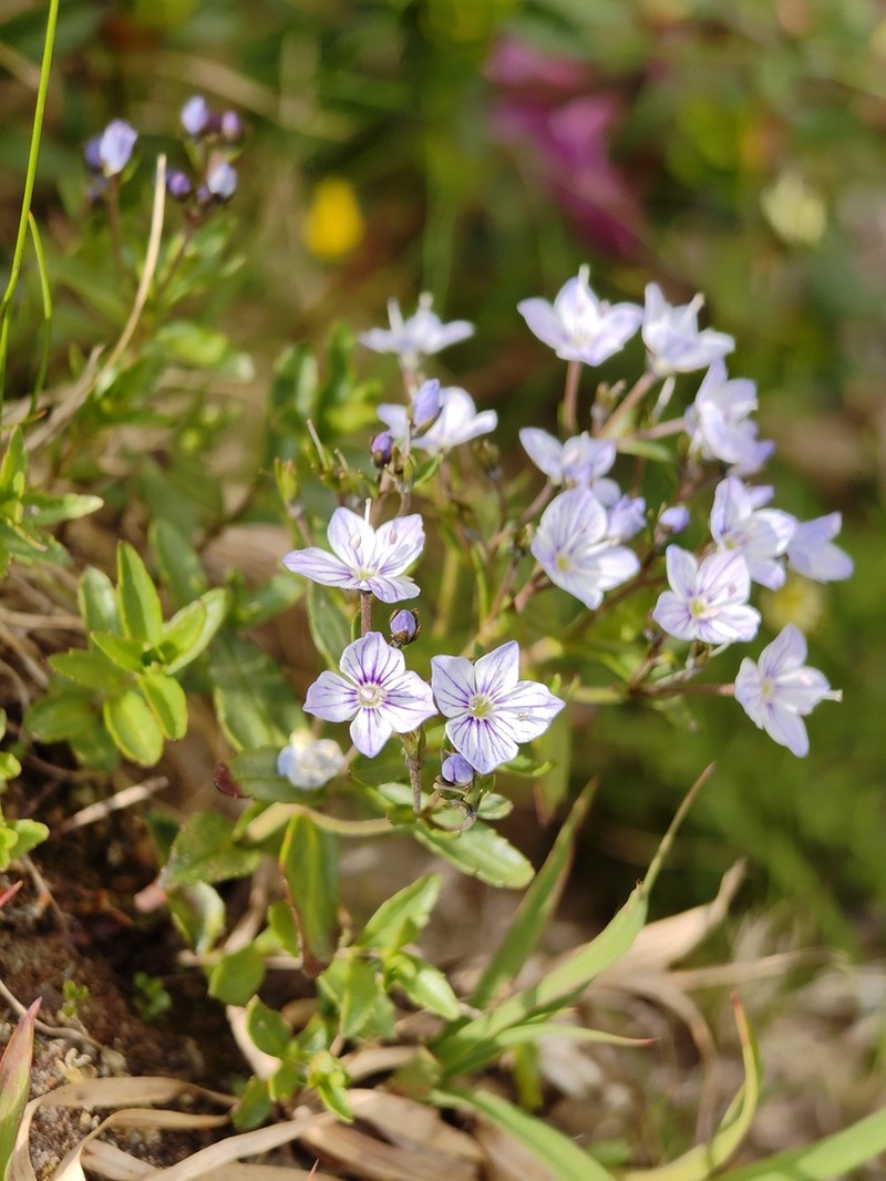 Veronica baumgartenii photo 6
