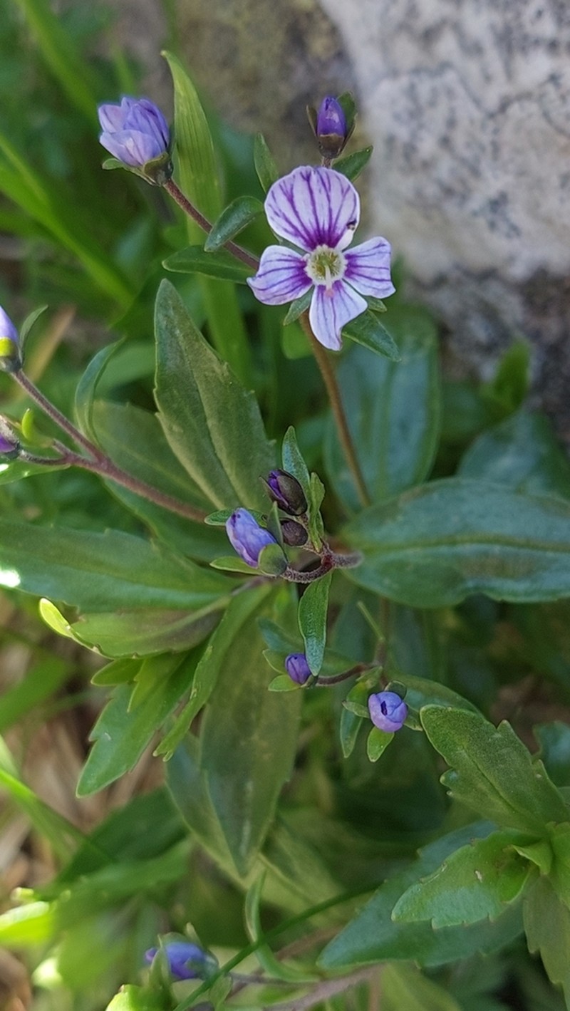 Veronica baumgartenii photo 7
