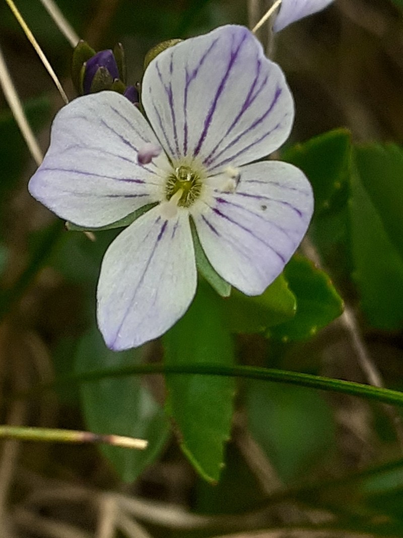 Veronica baumgartenii photo 8