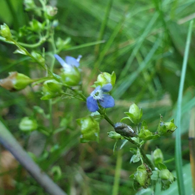 European Speedwell photo 2