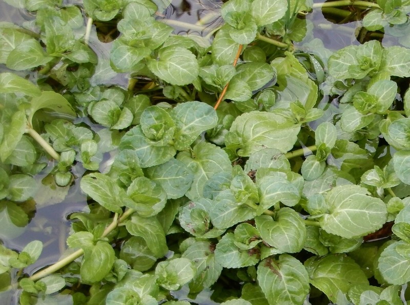 European Speedwell photo 3