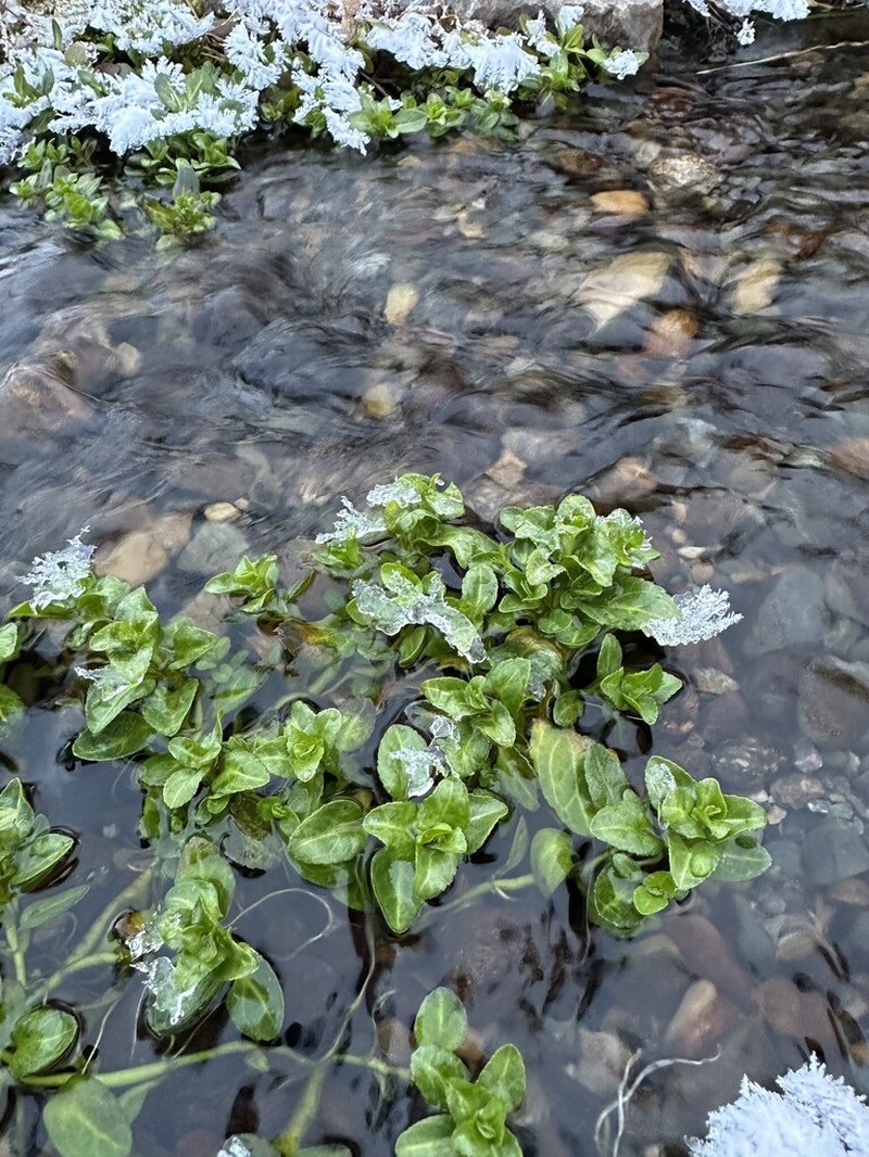 European Speedwell photo 4