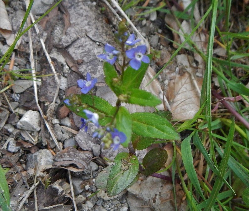 European Speedwell photo 5