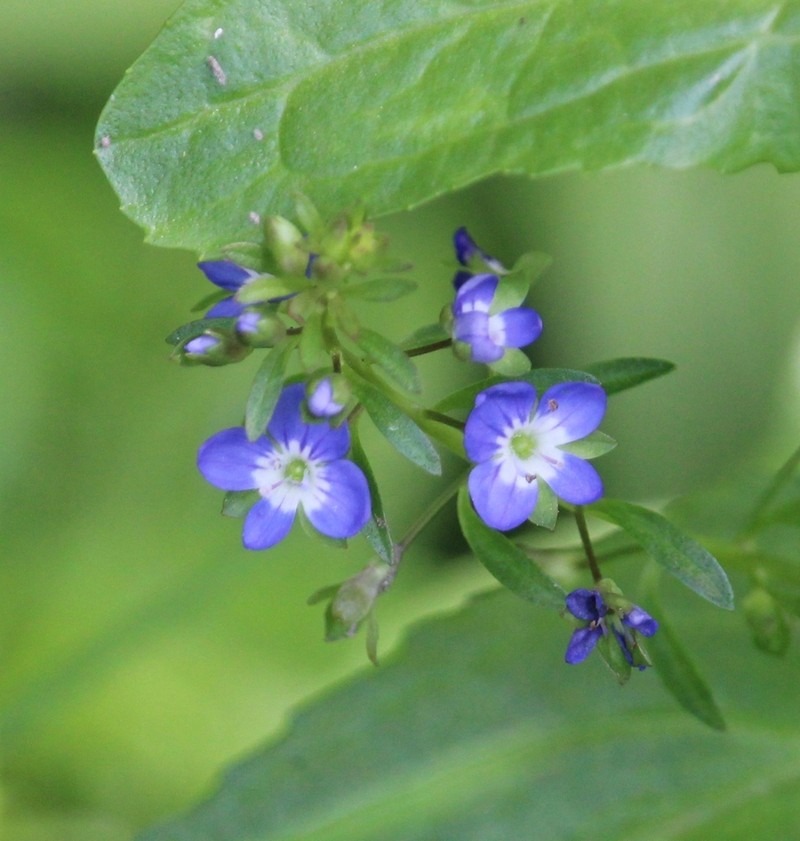 European Speedwell photo 6