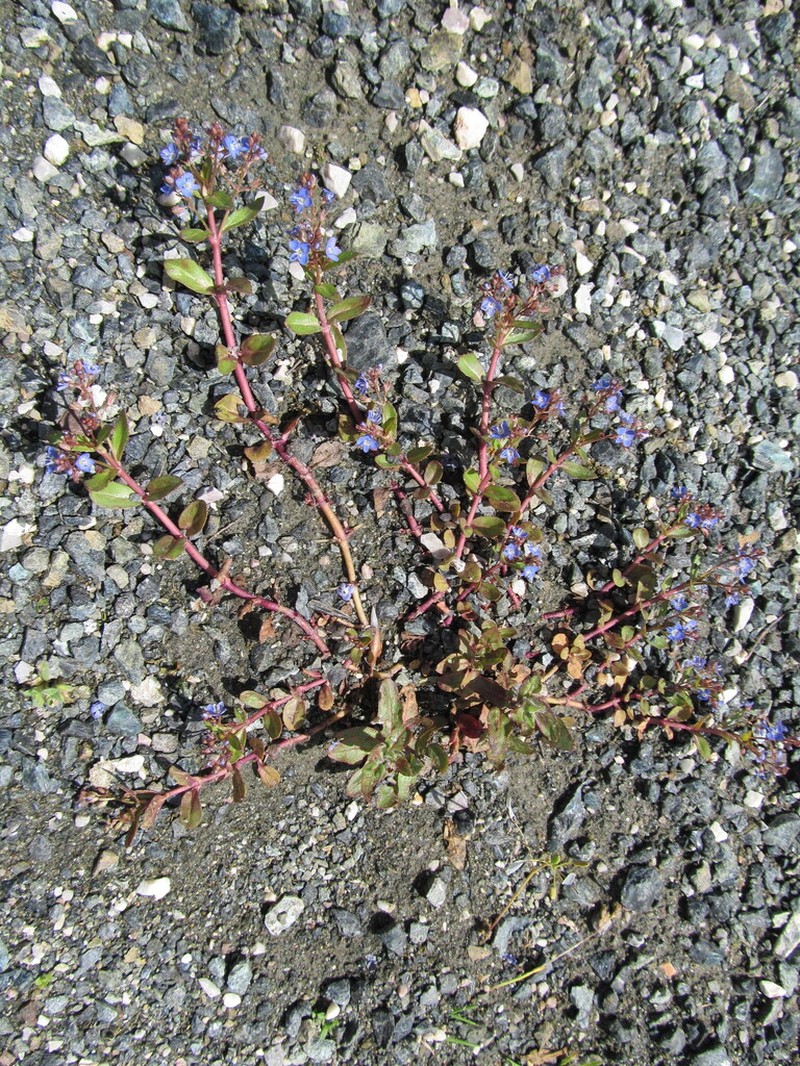 European Speedwell photo 7