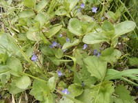 European Speedwell