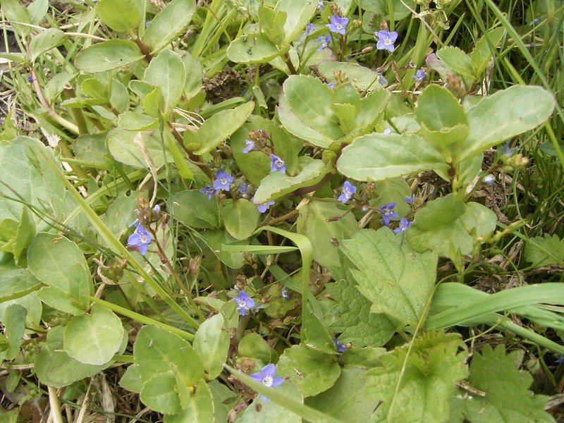 European Speedwell