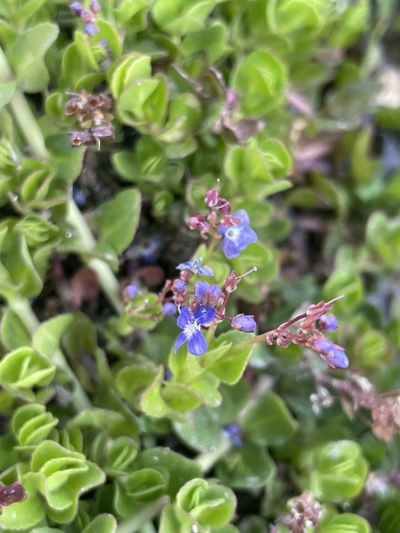 Veronica beccabunga subsp. abscondita