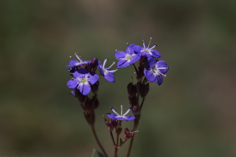 Veronica beccabunga subsp. abscondita photo 2