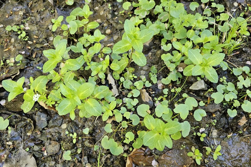 Veronica beccabunga subsp. beccabunga