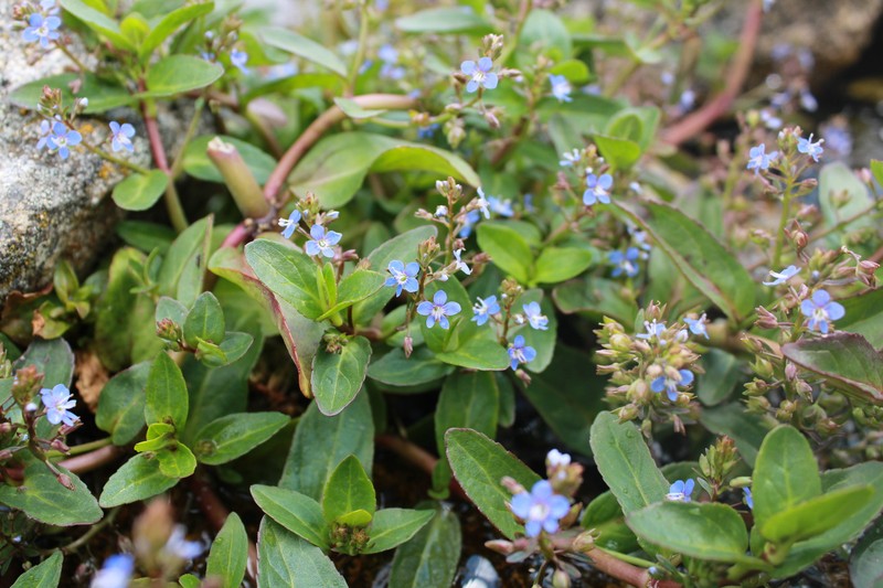 Veronica beccabunga subsp. beccabunga photo 2