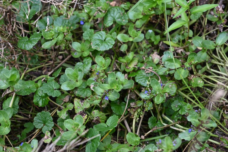 Veronica beccabunga subsp. muscosa