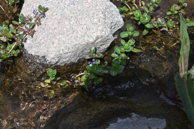 Veronica beccabunga subsp. muscosa photo 2
