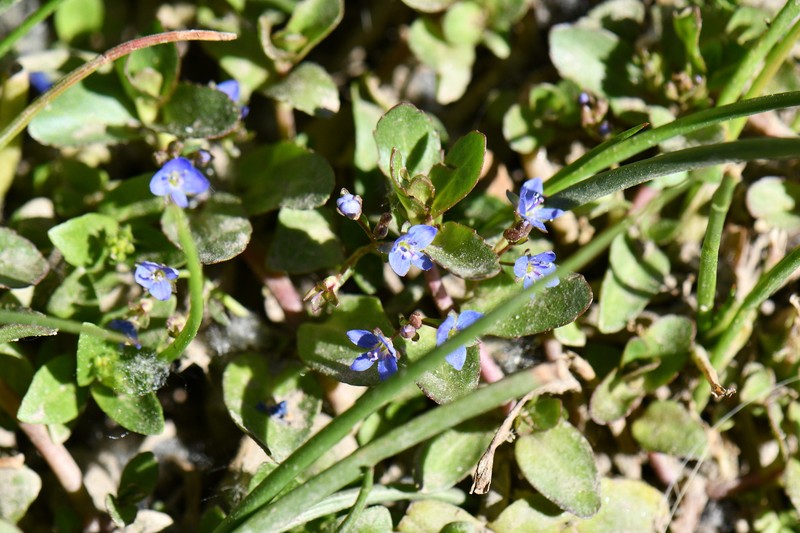 Veronica beccabunga subsp. muscosa photo 3
