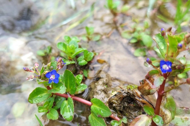 Veronica beccabunga subsp. muscosa photo 4