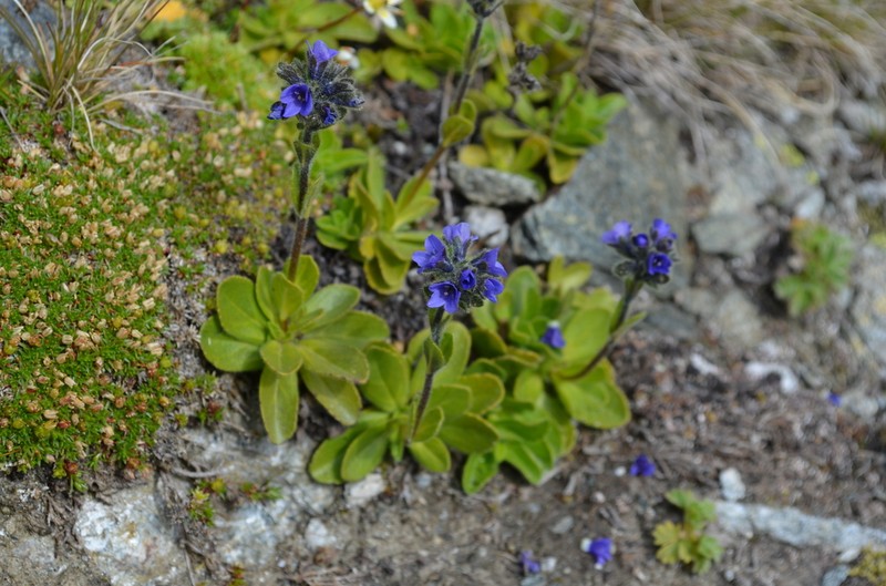 Veronica bellidioides photo 2