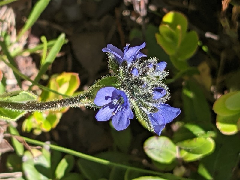 Veronica bellidioides photo 3