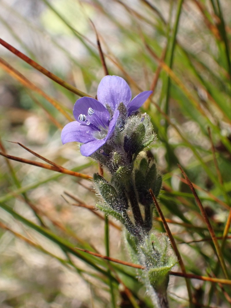 Veronica bellidioides photo 4