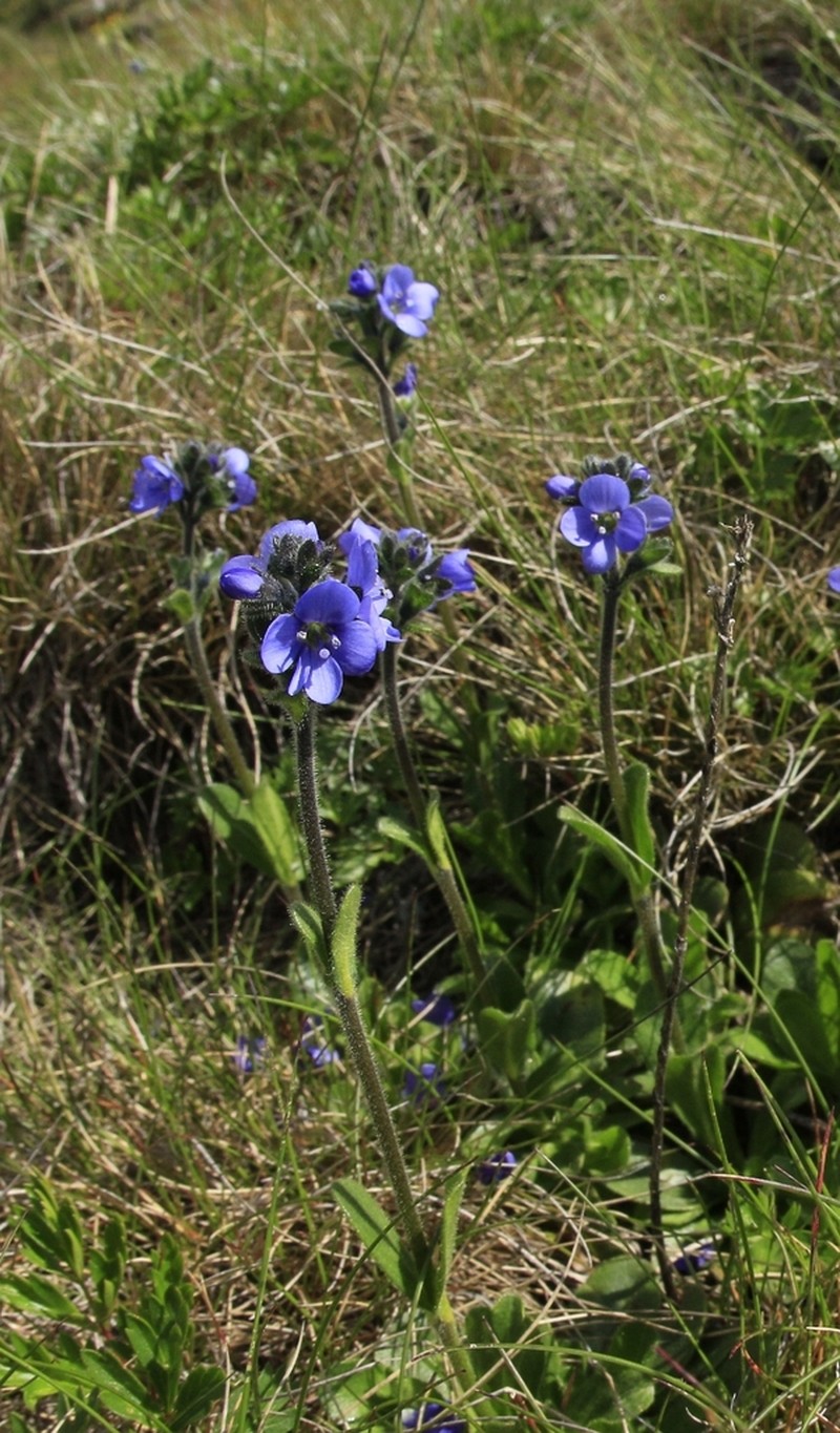 Veronica bellidioides photo 5
